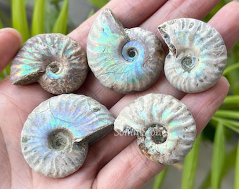 Natural Small Opalized Ammonite Fossil Rainbow Ammonite Fossil Conch Specimen 1PC