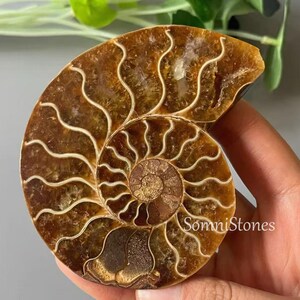 May include: A polished ammonite fossil, showcasing a spiral pattern in shades of brown and tan. The fossil's intricate chambers are highlighted by lighter-colored lines, creating a striking visual contrast. The fossil is held in a hand, with the text "SomniStones" visible.