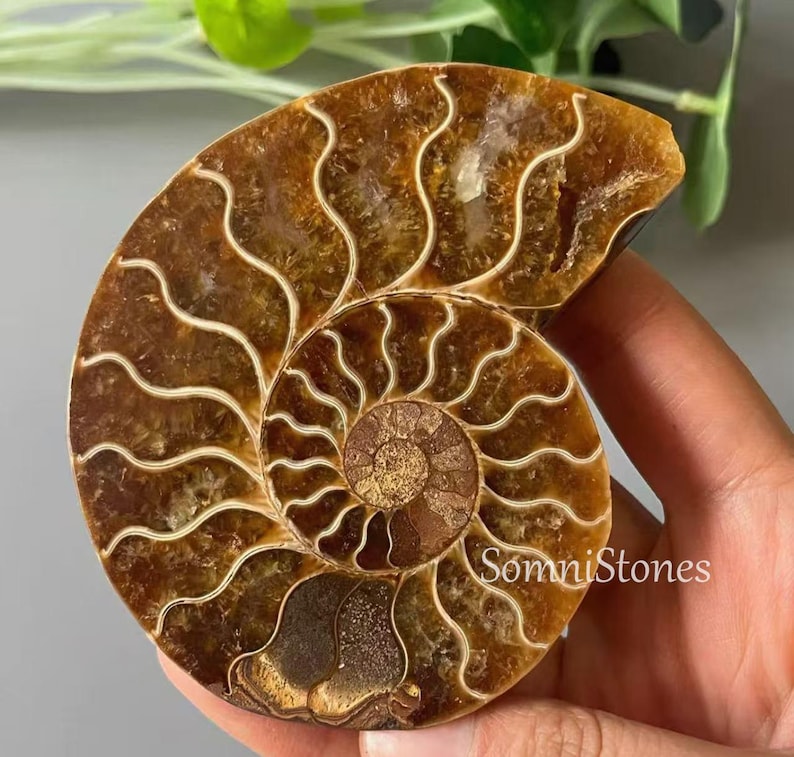 May include: A polished ammonite fossil, showcasing a spiral pattern in shades of brown and tan. The fossil's intricate chambers are highlighted by lighter-colored lines, creating a striking visual contrast. The fossil is held in a hand, with the text "SomniStones" visible.