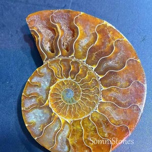 May include: A polished ammonite fossil with a spiral pattern. The fossil has a warm color palette of brown, orange, and yellow hues, with white lines tracing the shell's chambers. The text "Somni Stones" is visible.