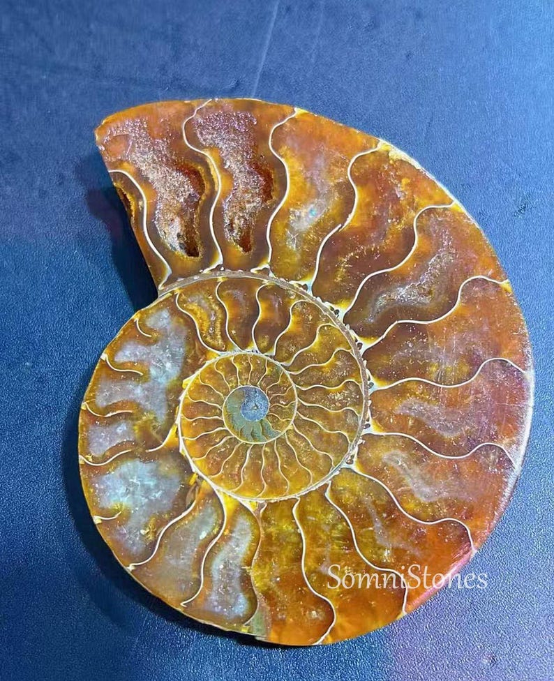 May include: A polished ammonite fossil with a spiral pattern. The fossil has a warm color palette of brown, orange, and yellow hues, with white lines tracing the shell's chambers. The text "Somni Stones" is visible.