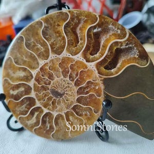 May include: A polished ammonite fossil, showcasing intricate spiral patterns in shades of brown and tan. The fossil is mounted on a black metal stand, with the text "SomniStones" visible.