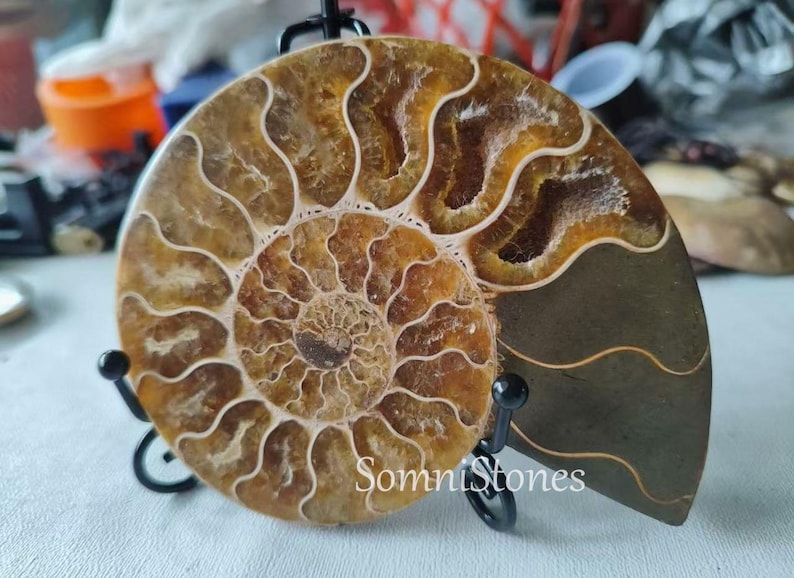 May include: A polished ammonite fossil, showcasing intricate spiral patterns in shades of brown and tan. The fossil is mounted on a black metal stand, with the text "SomniStones" visible.