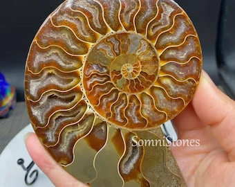 アンモナイトの化石（研磨済み、縫合線あり） 3 1/2インチ以上 lig27