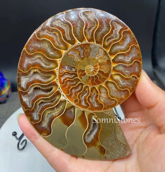 Natural Polished Ammonite Fossil Ammonite Fossil Conch Specimen with Stand