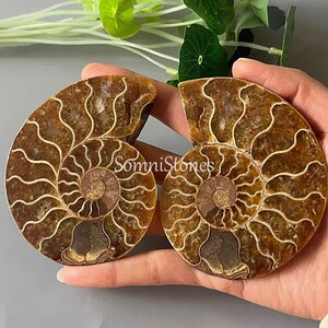May include: Two polished ammonite fossils, showcasing intricate spiral patterns in shades of brown and cream. The fossils are cut in half, revealing the internal chambers. The text "SomniStones" is visible on the surface.