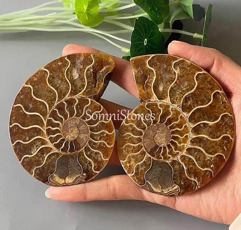May include: Two polished ammonite fossils, showcasing intricate spiral patterns in shades of brown and cream. The fossils are cut in half, revealing the internal chambers. The text "SomniStones" is visible on the surface.