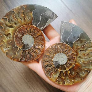 May include: Two polished ammonite fossils, showcasing intricate spiral patterns in shades of brown, tan, and gray. The fossils are held in a hand, revealing their natural textures and unique shapes. The fossil shells are a beautiful example of ancient marine life.