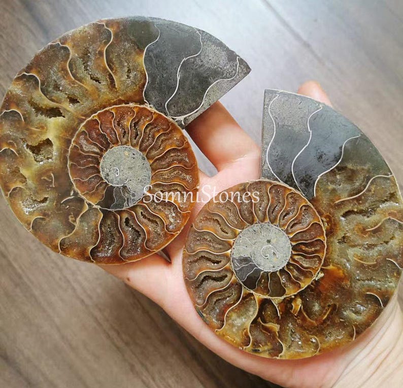 May include: Two polished ammonite fossils, showcasing intricate spiral patterns in shades of brown, tan, and gray. The fossils are held in a hand, revealing their natural textures and unique shapes. The fossil shells are a beautiful example of ancient marine life.
