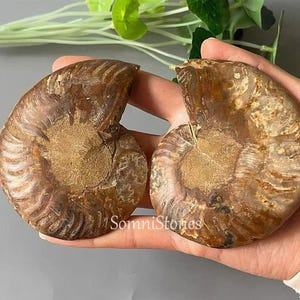 May include: Two halves of a brown ammonite fossil, showcasing intricate spiral patterns and a textured surface. The fossil has a golden-brown hue with lighter and darker shades, and the text "SomniStones" is visible.