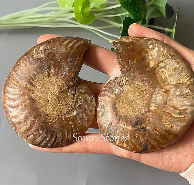 May include: Two halves of a brown ammonite fossil, showcasing intricate spiral patterns and a textured surface. The fossil has a golden-brown hue with lighter and darker shades, and the text "SomniStones" is visible.