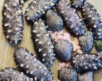 May include: A selection of sea cucumbers, featuring a textured, spiky surface. The sea cucumbers are predominantly grey with black and white details, and some have a pinkish tint. They are displayed on a light brown wooden surface.