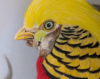 Hand-painted Golfasan "Majesty in Gold" pastel, 30 x 40 cm