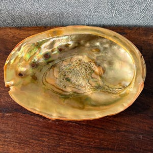 May include: An oval abalone shell with a polished, iridescent interior featuring swirling hues of gold, green, and pearlescent white. The shell has a smooth, concave surface with a series of small, aligned holes along one curved edge.