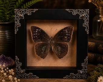 Caja de sombras de mariposas, mariposas secas, taxidermia de mariposas, adornos de pared, rarezas, curiosidades, decoración