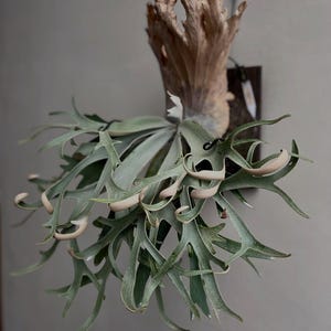 Puede incluir: Un helecho cuerno de ciervo montado con grandes frondas en forma de cuerno. La planta presenta un color verde claro con puntas rizadas y está unida a un trozo de madera envejecida. El fondo es gris neutro.