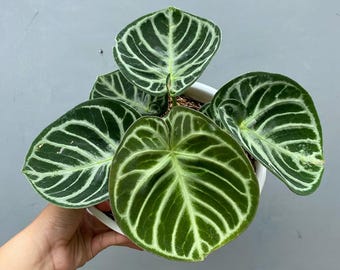 Anthurium Dorayaki Silver X Magnificum Starter Plant (ALL STARTER