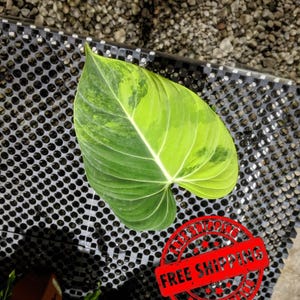 Philodendron Lemon Lime Variegated - Etsy