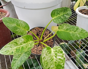 Philodendron Giganteum Marble Variegated Exotic Plants - Free Phytosanitary  Certificate - Etsy