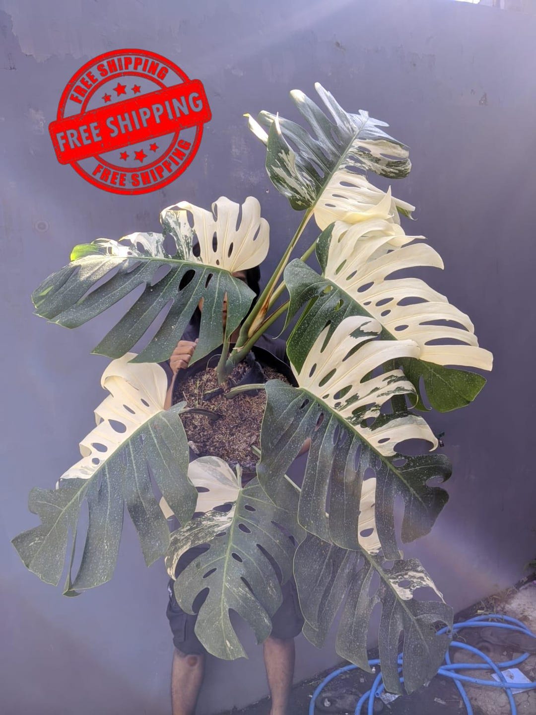 Monstera Albo Halfmoon Variegated Big Size Luxury Plant Real Picture ...