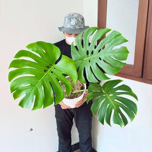 Puede incluir: Una planta de Monstera verde con hojas grandes y divididas en una maceta blanca. Las hojas, con sus características perforaciones, son muy visibles. Una planta de interior popular.