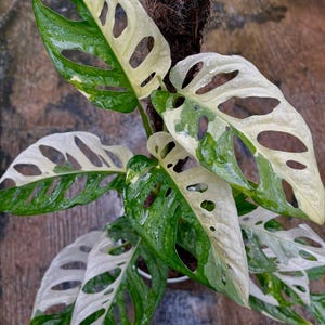May include: Close-up of a variegated Monstera Adansonii plant. The leaves are a mix of green and creamy white, with distinctive oval-shaped holes. Water droplets glisten on the foliage. The plant is mounted on a brown support.
