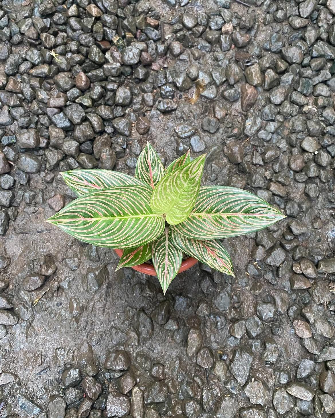 Aglaonema Golden Hope - Etsy