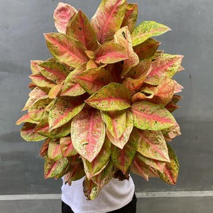 rustic plant stands indoor 70