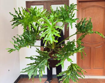 May include: A large, vibrant green Philodendron plant with deeply lobed leaves. The plant is in a dark brown pot and is being held by a person wearing black clothing. The background includes a brown door and window.