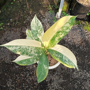 May include: A potted houseplant with large, variegated leaves. The leaves are a mix of white, light green, and dark green, with a speckled pattern. The plant is in a white pot, and the background is dark soil.
