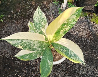 cae philodendron bipinnatifidum Thaumatophyllum bipinnatifidum (AKA "Tree Philodendron" or "Lickety Sp   The Plant Lady SF