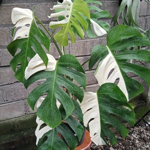 May include: A potted Monstera plant with large, split leaves. The leaves are a vibrant green with sections of creamy white variegation. The plant is set against a brick wall background, showcasing its striking color contrast and unique leaf patterns.