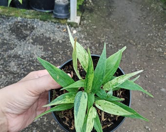 Real Picture Anthurium Hookeri Variegated