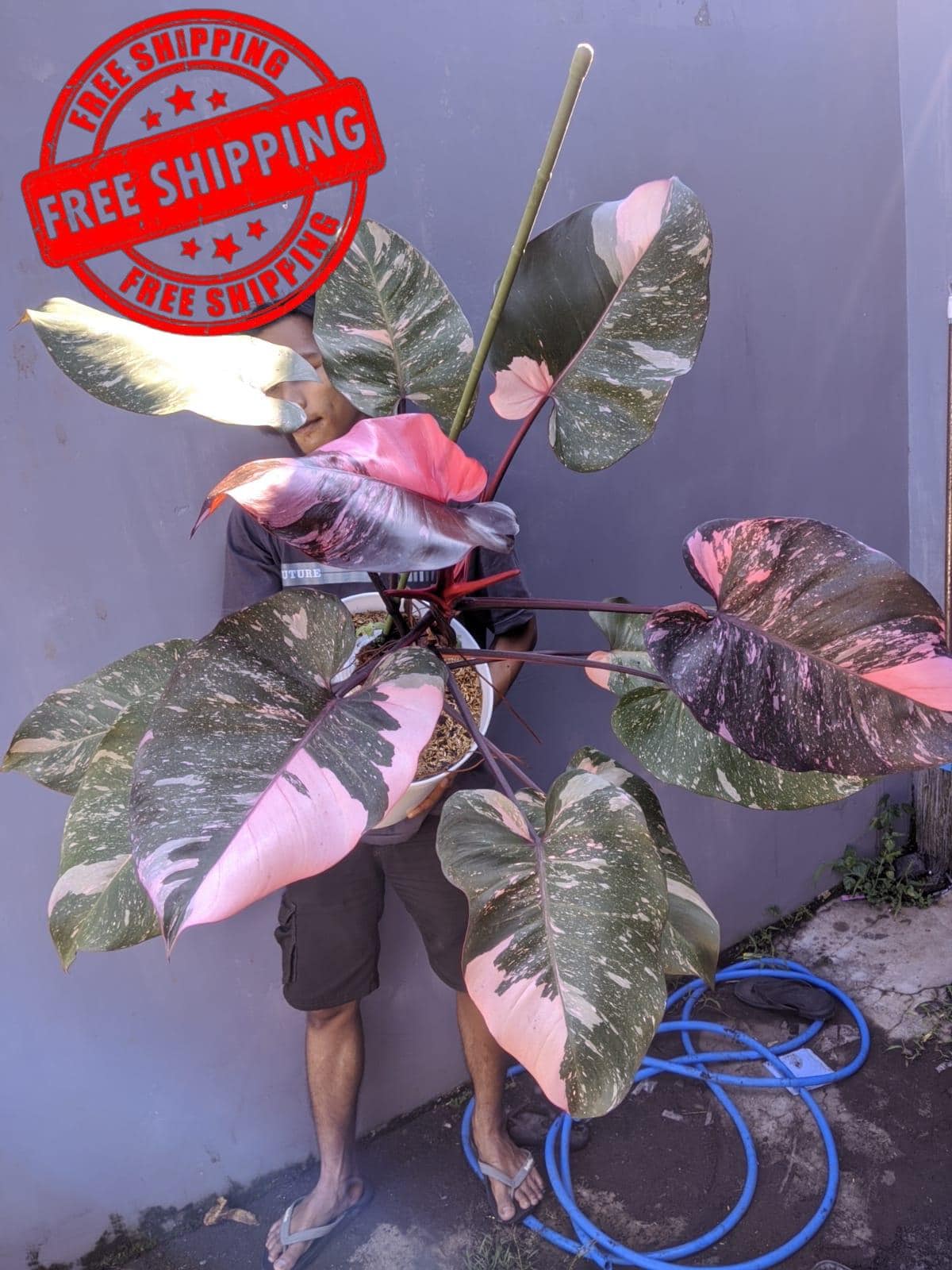 Philodendron pink princess - Etsy 日本