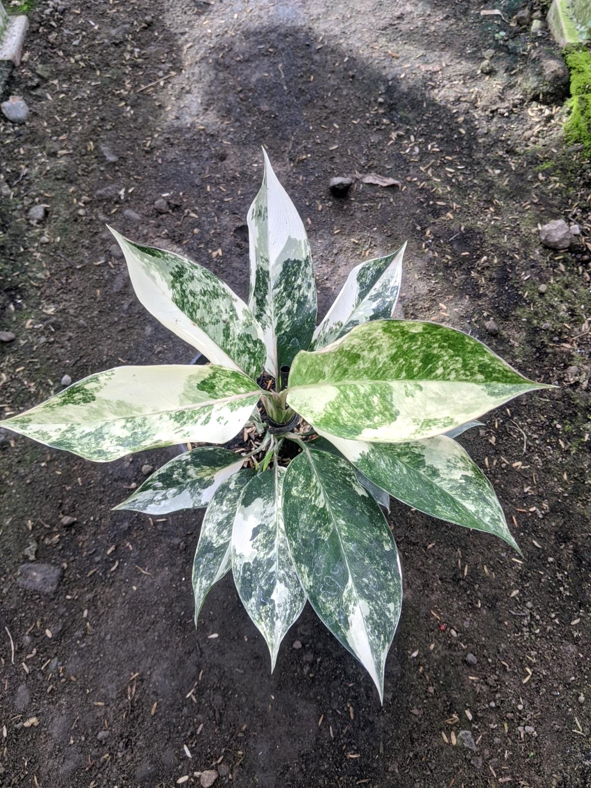 Aglaonema Siam Jade Variegated Real Picture - Etsy Israel