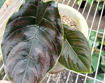 Alocasia Azlanii Albo variegated TC Alocasia Azlanii Variegated
