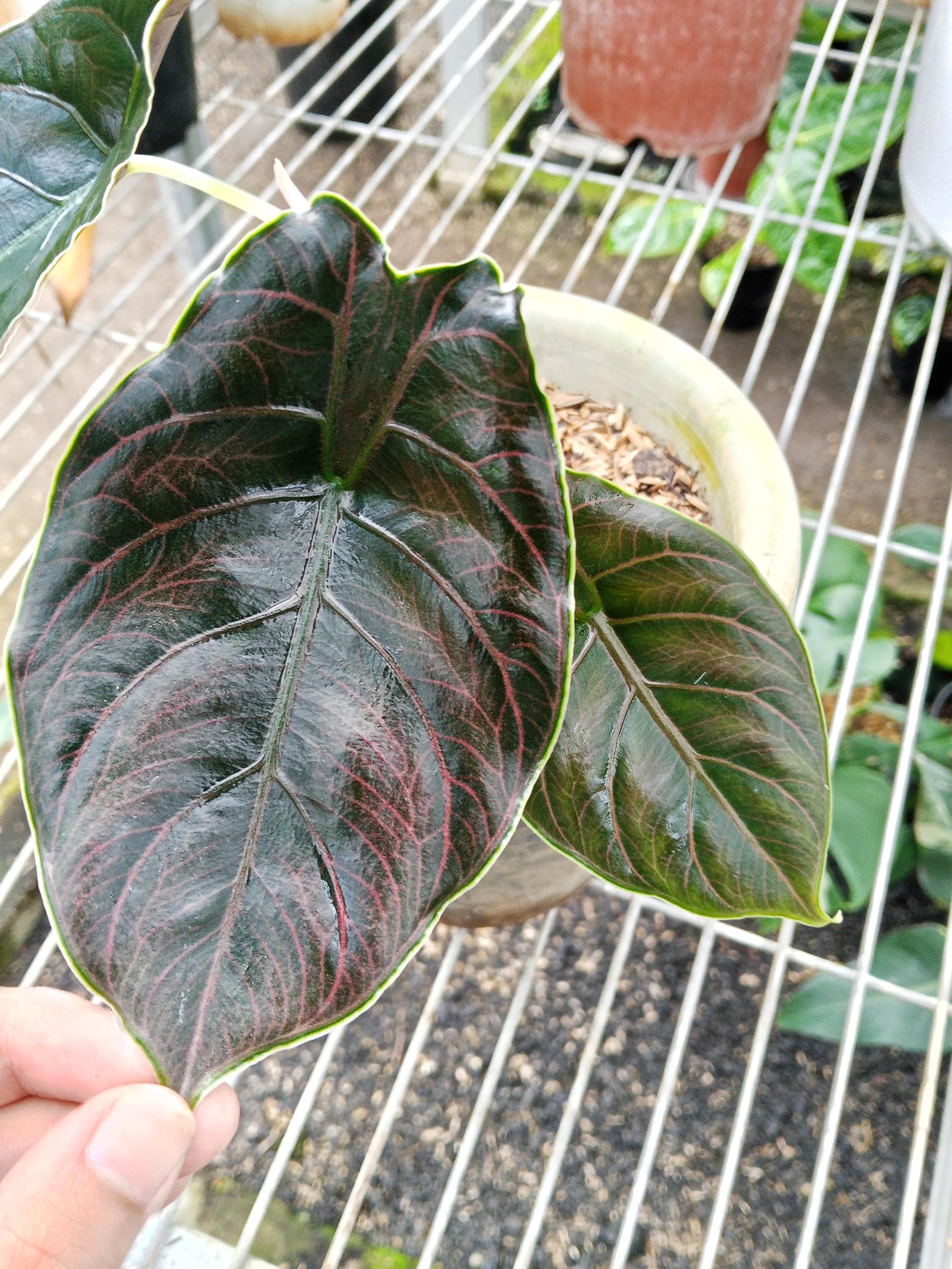 Alocasia Azlanii Variegated - Etsy