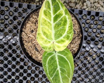 Anthurium Cristallinum Variegated Imagen Real