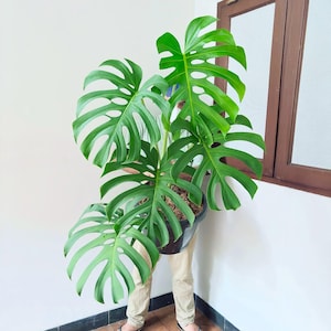 Puede incluir: Una gran planta de Monstera con follaje verde brillante y dividido. La planta está en una maceta negra. Las hojas de la planta tienen un patrón fenestrado distintivo. La planta está siendo sostenida por una persona, mostrando su tamaño y apariencia exuberante.