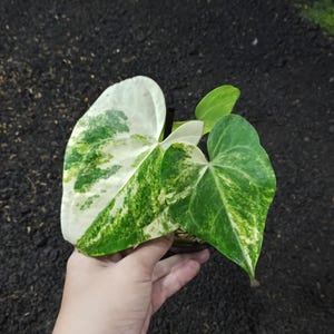 Real Picture Anthurium Clarynervium x Pterodactyl Variegated