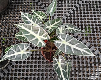 Alocasia Bambino Variegated Real Picture