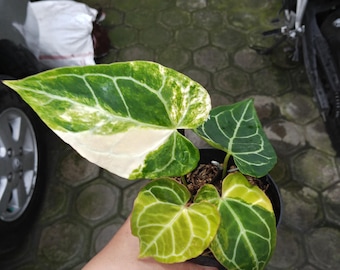Anthurium Crystallinum Variegated Imagen Real