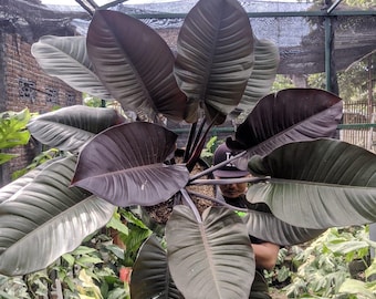 Philodendron Black Cardinal Starter Plant (ALL STARTER PLANTS Require You  to Purchase 2 Plants!) - Etsy Canada