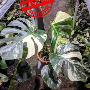 May include: A potted Monstera plant with large, green leaves variegated with white patches. The plant is in a brown pot, and the background shows other plants and a metal structure. The leaves have a unique split pattern.
