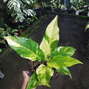 Plant Anthurium Hookeri Yellow Variegated Real Picture