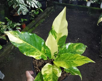 Plant Anthurium Hookeri Yellow Variegated Real Picture