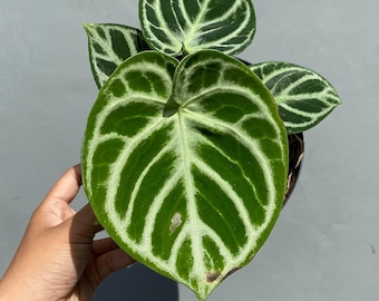 Anthurium dorayaki silver x Magnificum Starter Plant (ALL STARTER