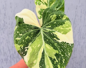 Philodendron Gloriosum Tricolor Variegated Very Beauty Luxury Plant