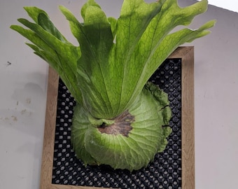 Platycerium Wandae Rare Exotic Large Size Real Picture - Etsy Canada