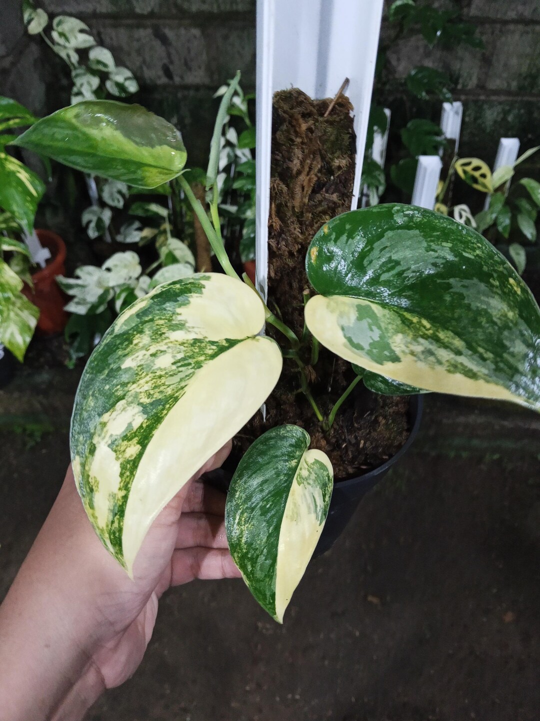 Scindapsus Variated Real Picture Scindapsus Andalas Variegated - Etsy